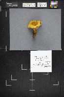 Onnia tomentosa image