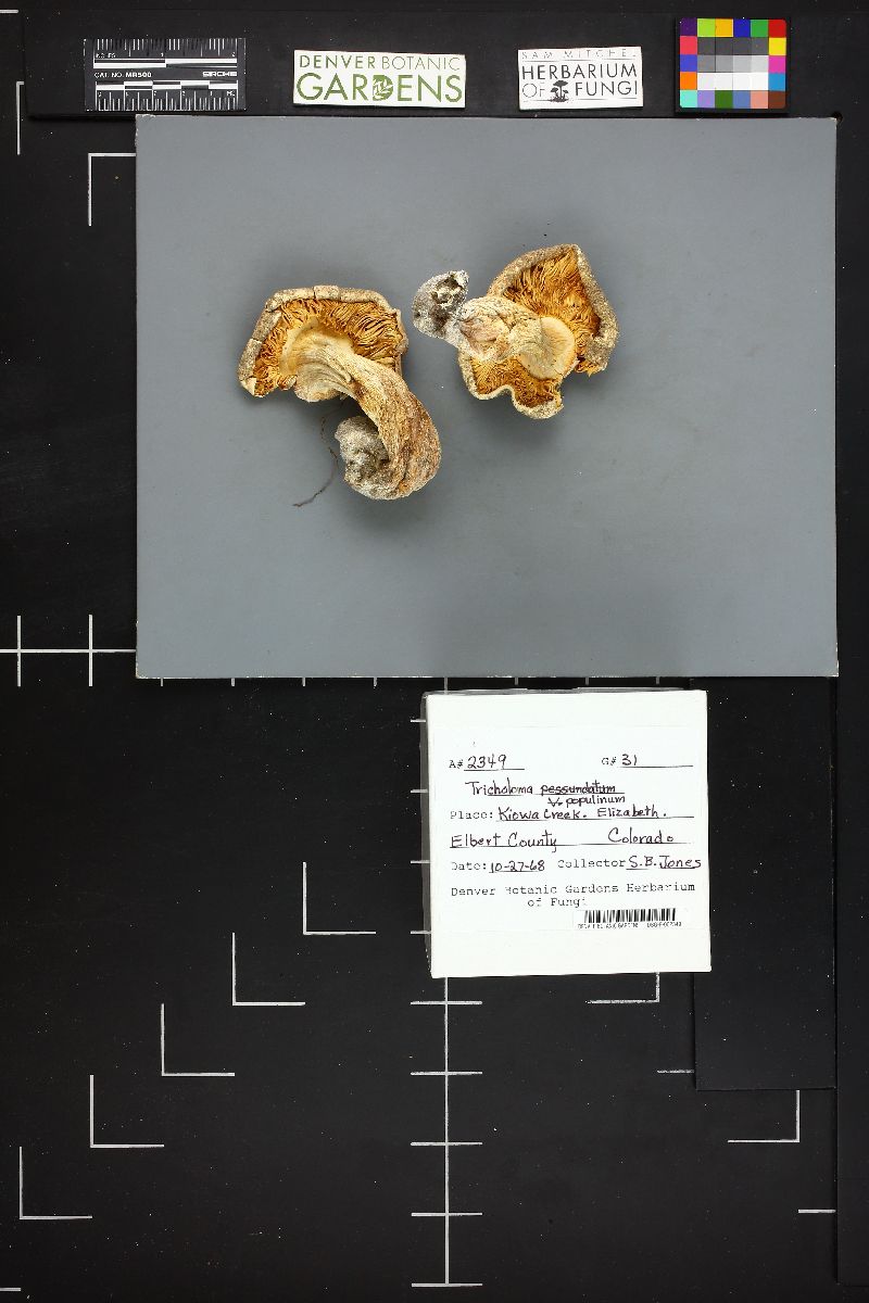 Tricholoma populinum image