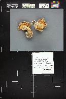 Tricholoma populinum image