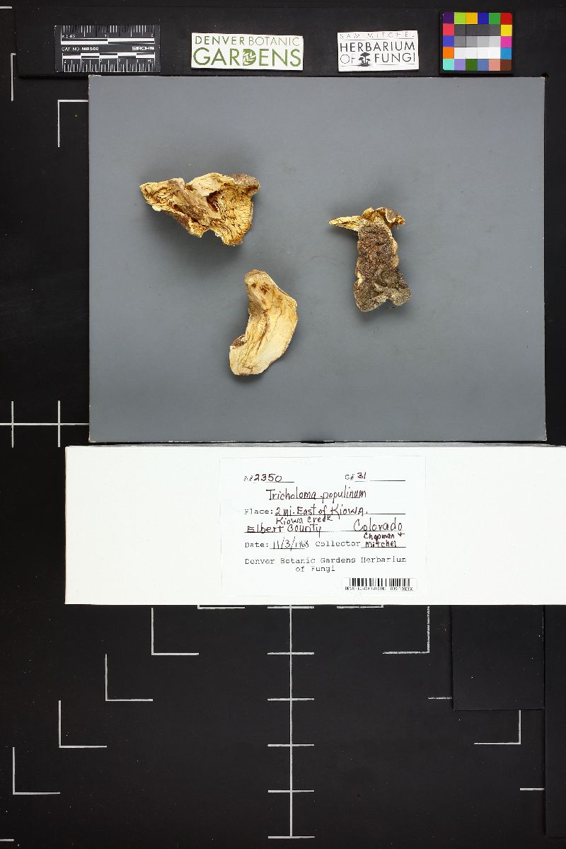 Tricholoma populinum image