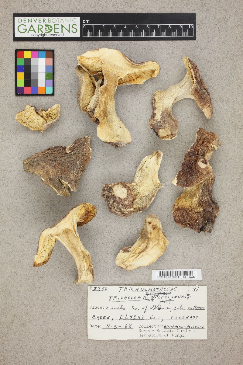 Tricholoma populinum image