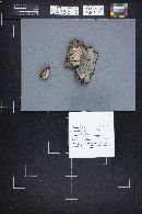 Fomitopsis rosea image