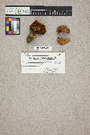 Suillus tomentosus image