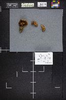 Suillus tomentosus image