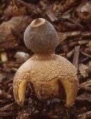 Geastrum quadrifidum image