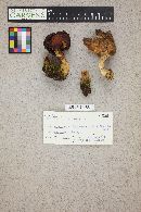 Gyromitra infula image
