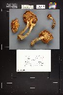 Suillus lakei image