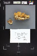Trametes pubescens image
