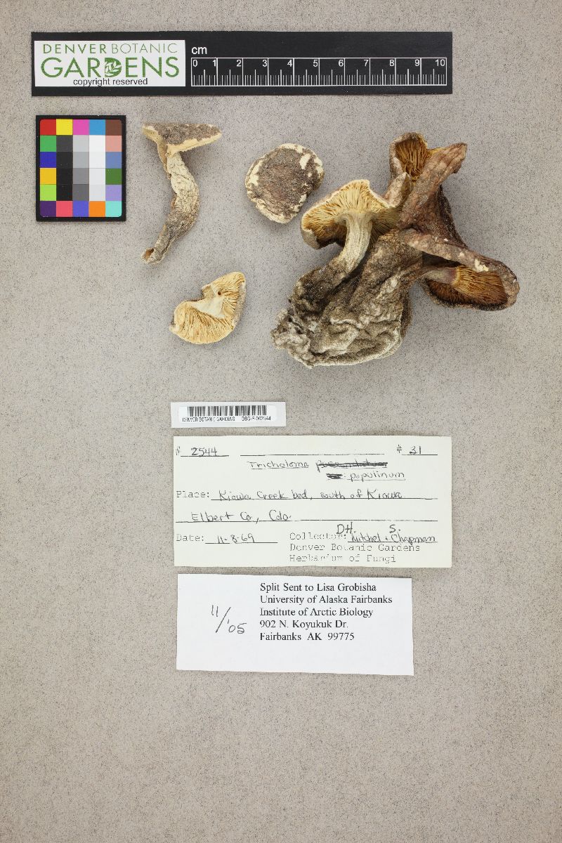 Tricholoma populinum image