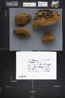 Phellinus rimosus image