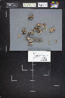 Trichaptum abietinum image
