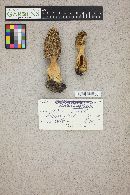 Morchella esculentoides image