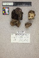 Gyromitra gigas image