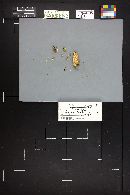Chromosera lilacifolia image