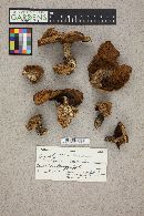 Suillus tomentosus image
