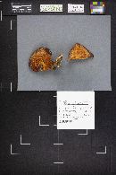 Fistulina hepatica image