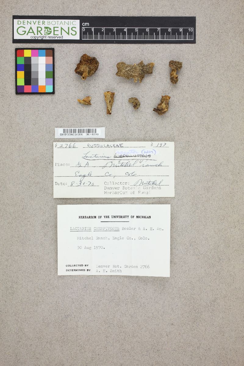 Lactarius caespitosus image