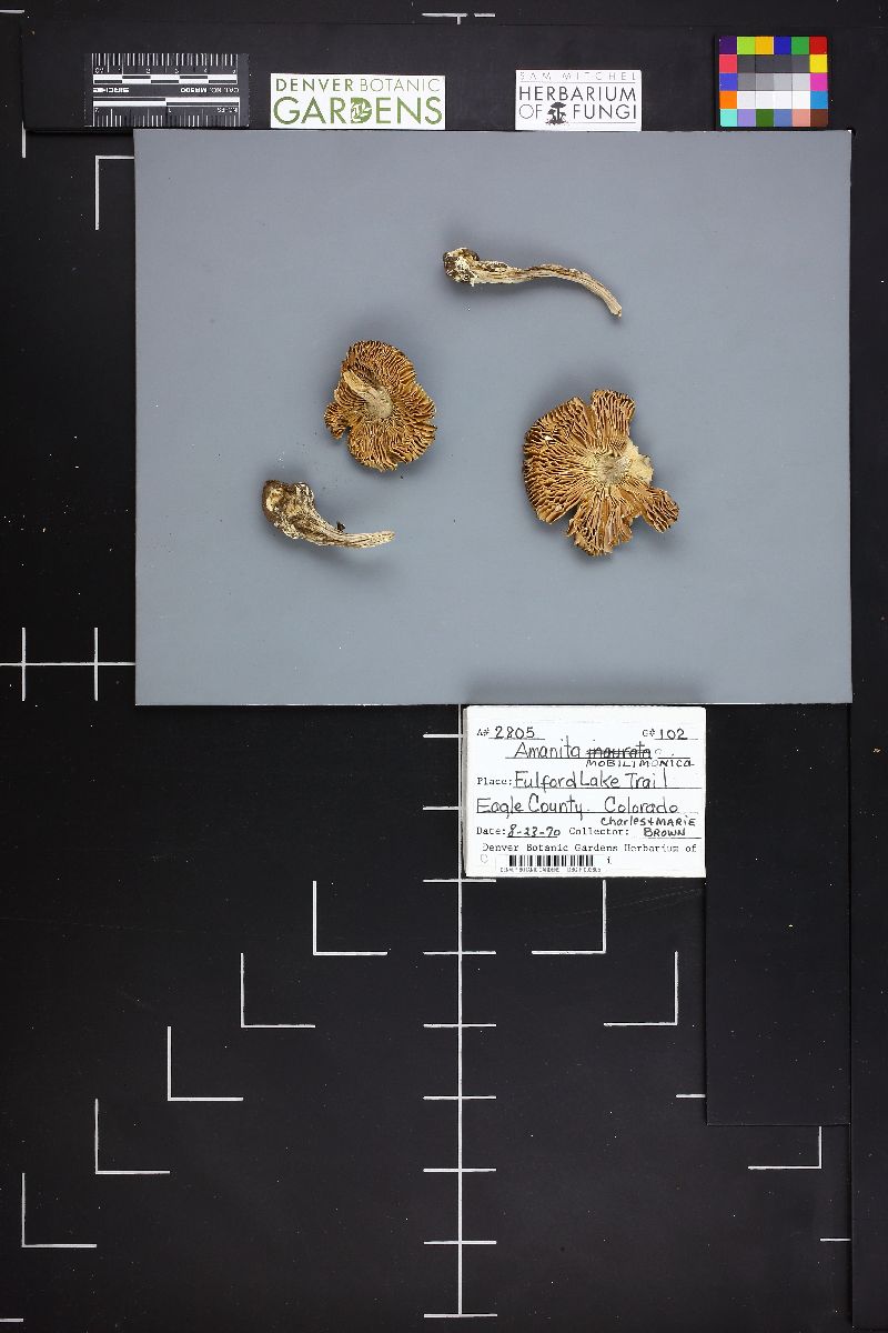 Amanita mobilimanica image