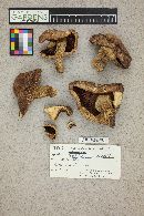 Tricholoma zelleri image