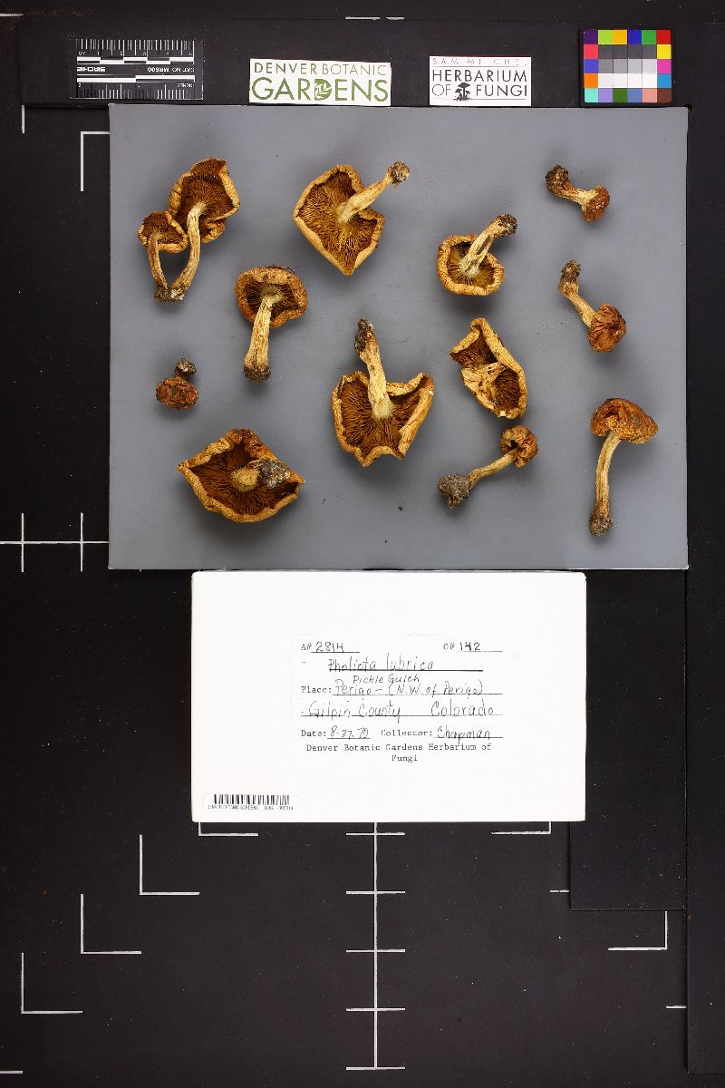 Pholiota lubrica image