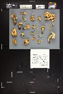 Hygrophorus chrysodon image