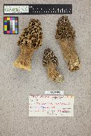 Morchella esculentoides image