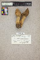 Morchella americana image