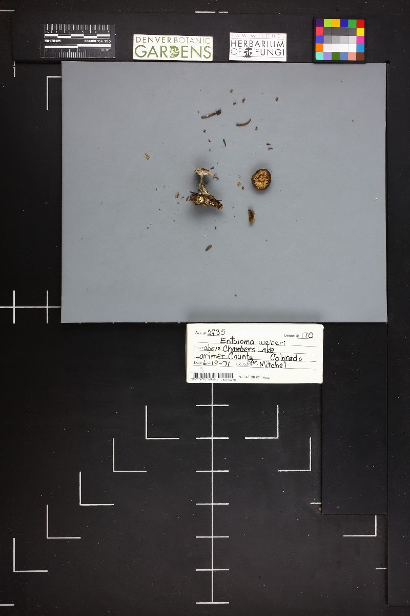 Entoloma weberi image