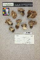 Tricholoma terreum image