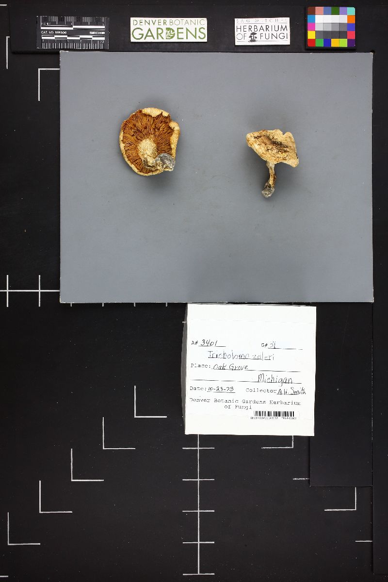 Tricholoma zelleri image