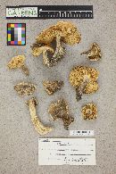 Tricholoma populinum image