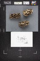 Bjerkandera adusta image