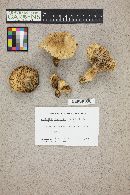 Lactarius deliciosus var. areolatus image