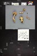 Hygrophorus amarus image
