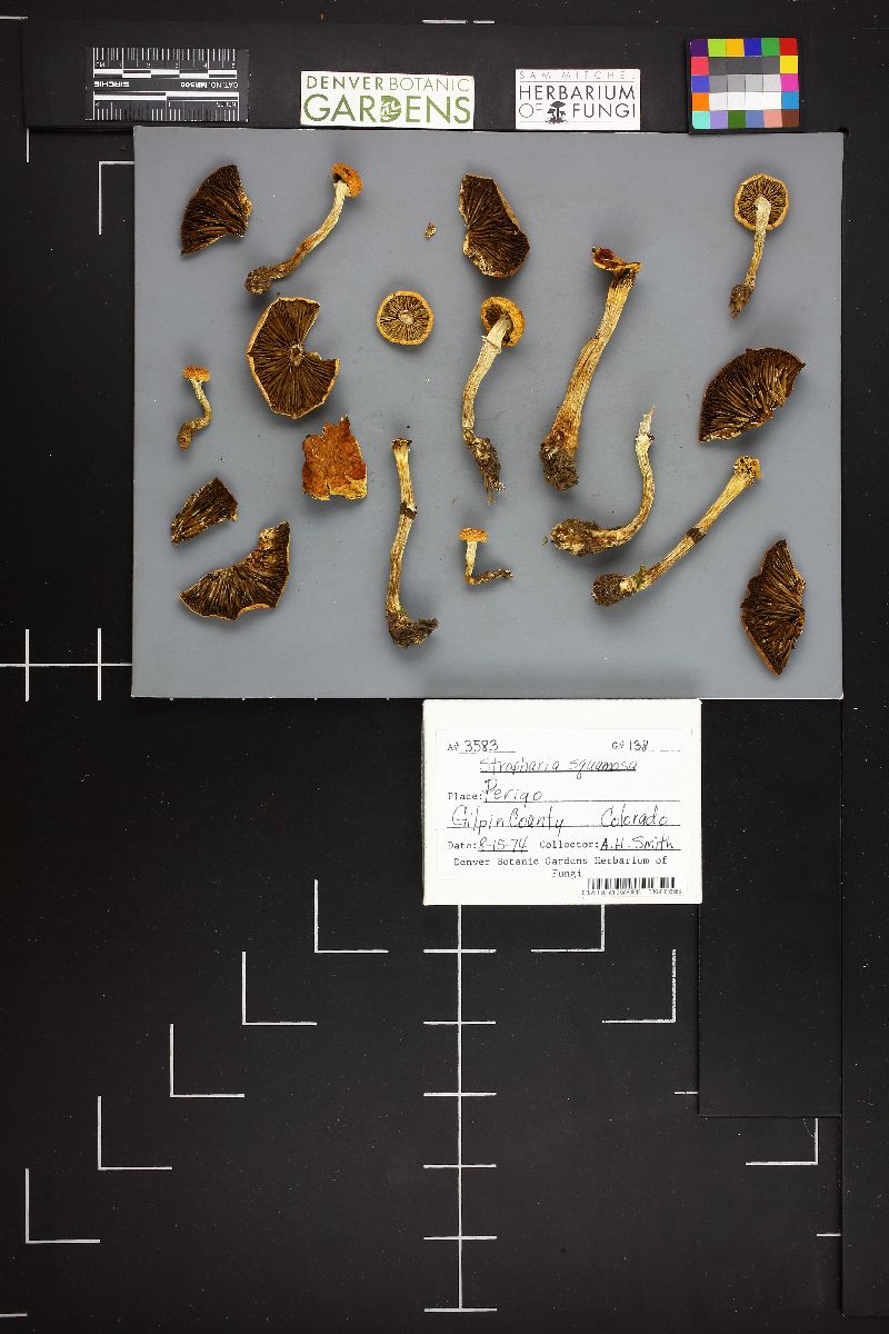 Leratiomyces squamosus var. squamosus image