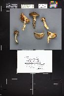 Tricholoma saponaceum image