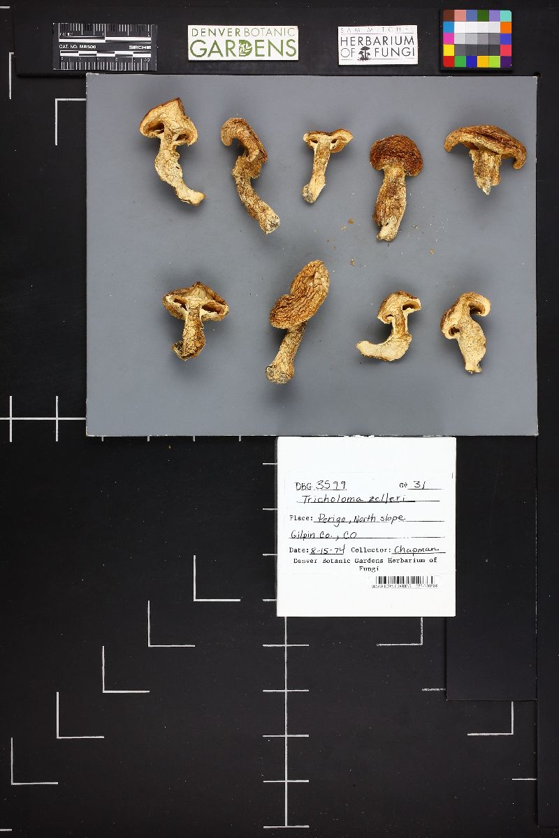 Tricholoma zelleri image
