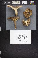 Lactarius uvidus image