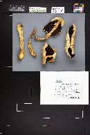 Agaricus chionodermus image