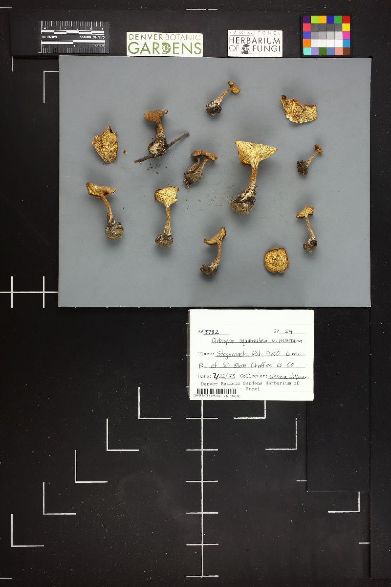 Clitocybe squamulosa var. montana image