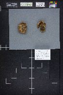 Paxillus involutus image