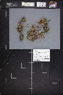 Alloclavaria purpurea image