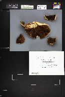 Agaricus silvicola image