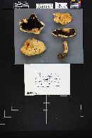 Agaricus albolutescens image