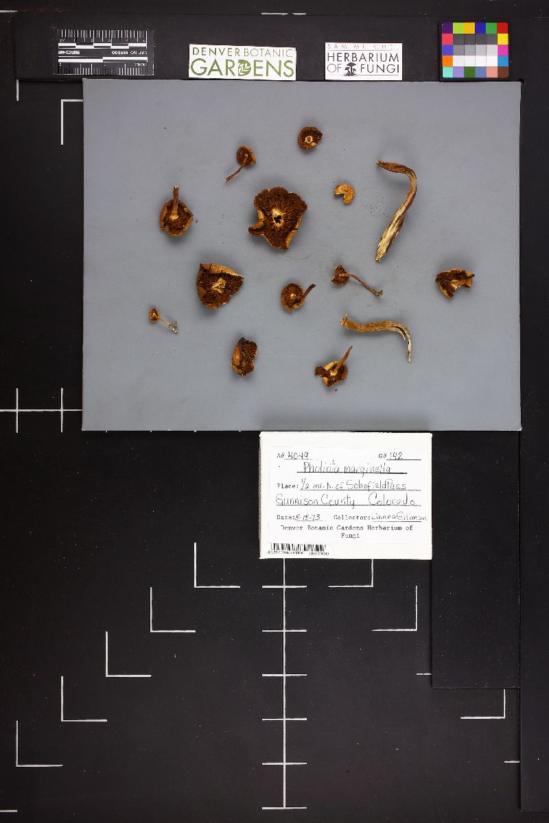 Pholiota marginella image