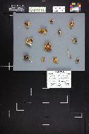 Hebeloma sordidulum image