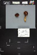 Tricholomopsis rutilans image