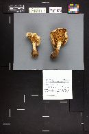 Neolentinus ponderosus image