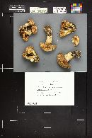 Clitocybe robusta image