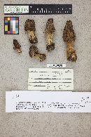 Morchella brunnea image